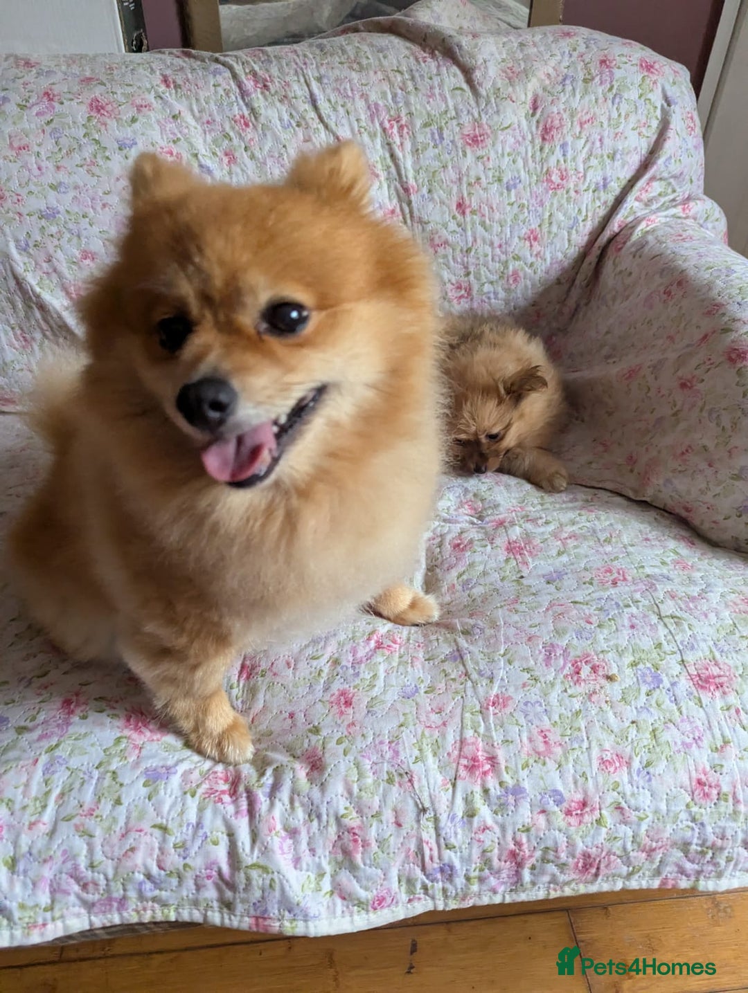 Pomeranian dogs for sale: Cute fluffy Pomeranian Puppies! (Read description) - Image 2