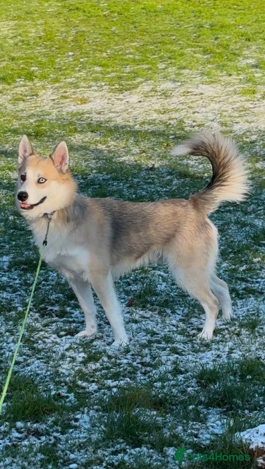 Pomsky dogs for stud: Proven quality F2 proven stud in Andover - Advert 3