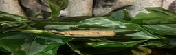 Gecko reptiles for sale: Baby Crested Gecko and Full set up - Advert 1