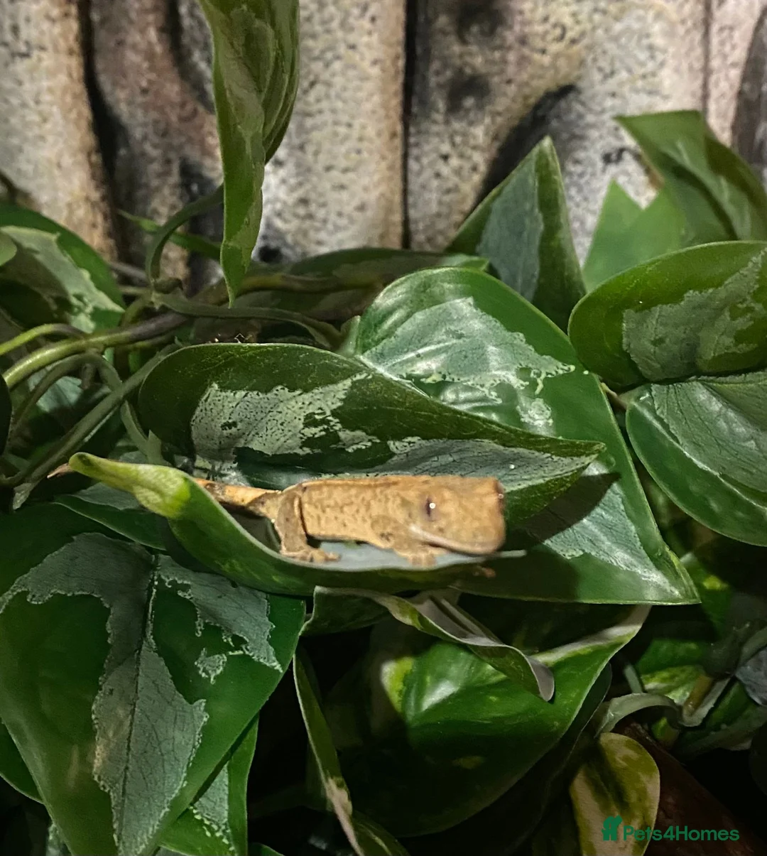 Gecko reptiles for sale: Baby Crested Gecko and Full set up - Advert 1