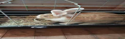 Continental Giant rabbits for sale: Adults females continental giant rabbits  - Advert 4