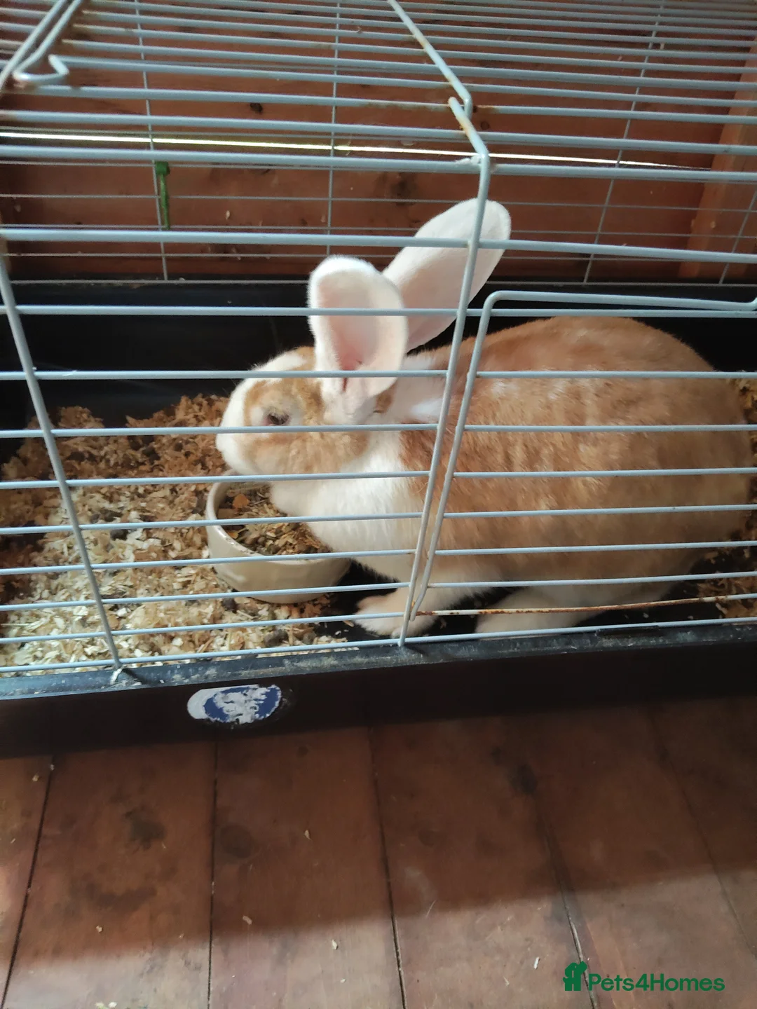 Continental Giant rabbits for sale: 2 Adults females continental giant rabbits  - Advert 3