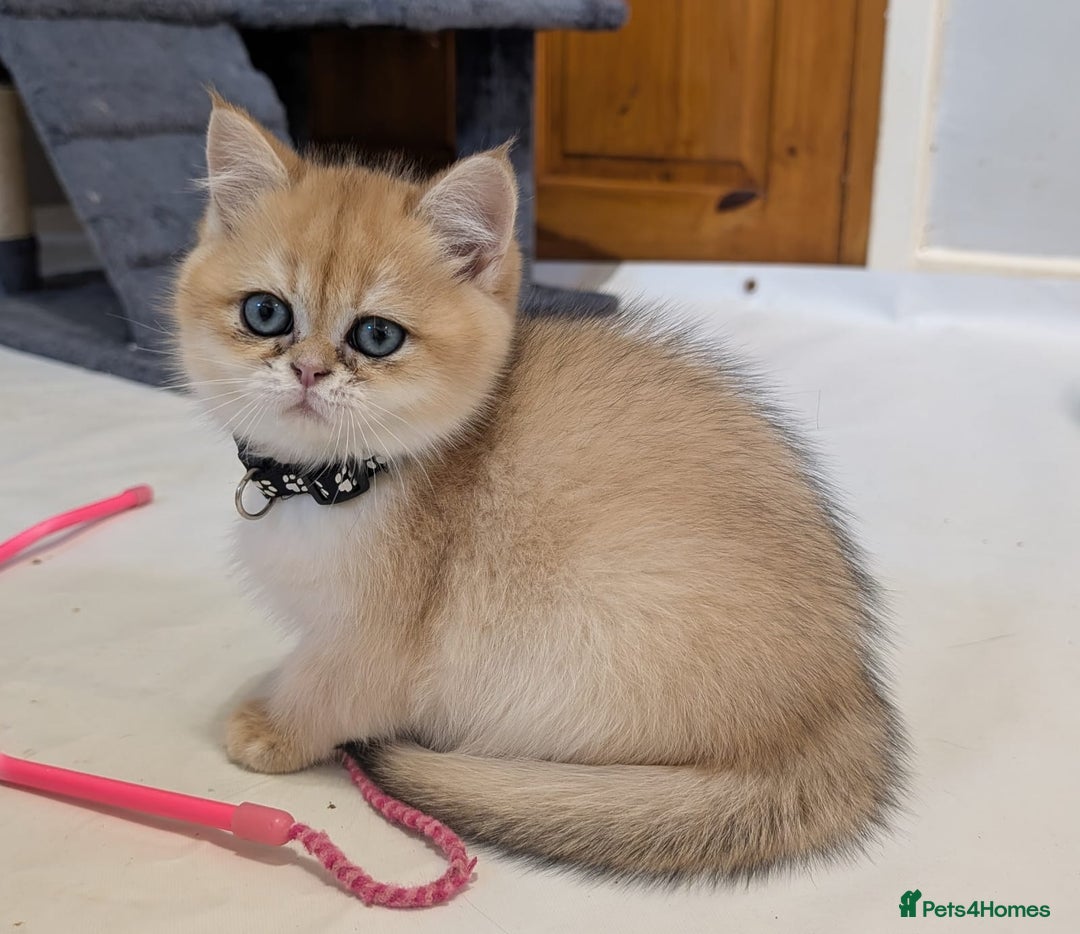 British Shorthair cats for sale: One lovely girl and three handsome boys  - Image 20