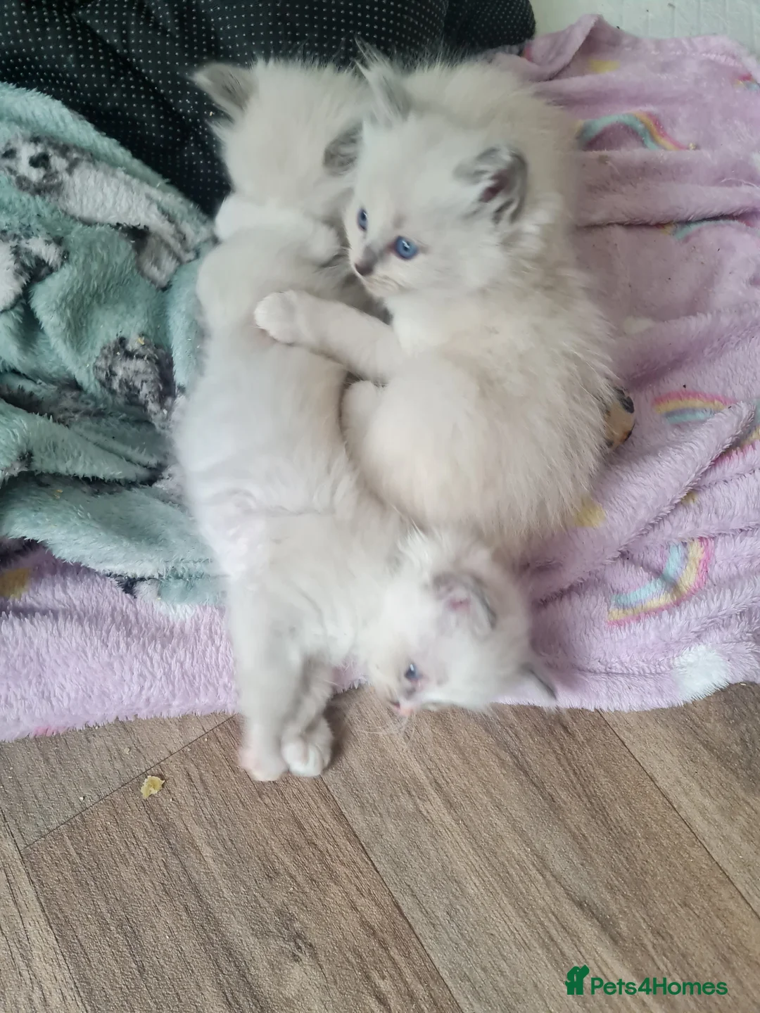 Ragdoll cats for sale: Ragdoll kittens for sale  - Advert 2