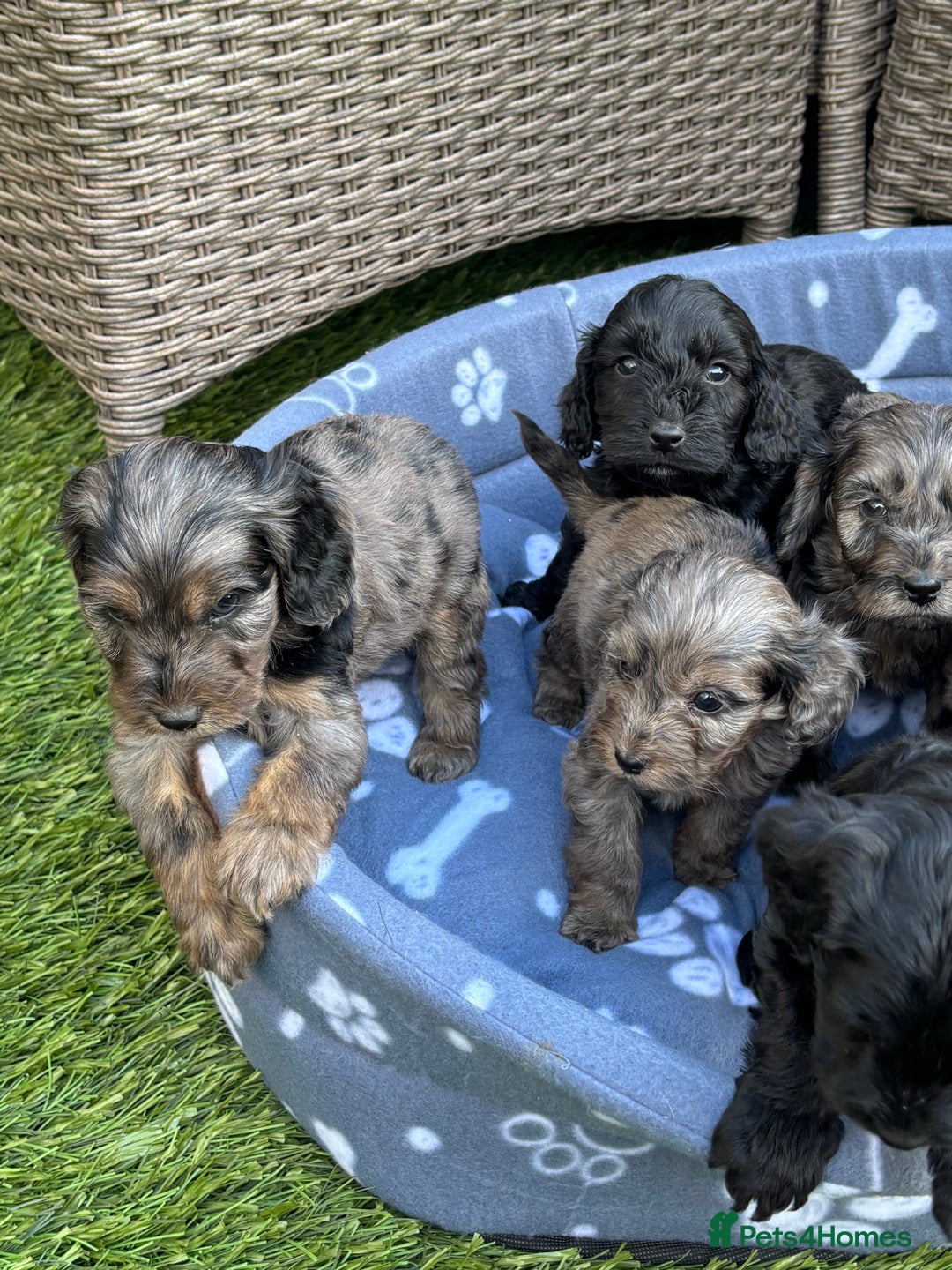 Cockapoo dogs for sale: Gorgeous cockapoo puppies - Image 8