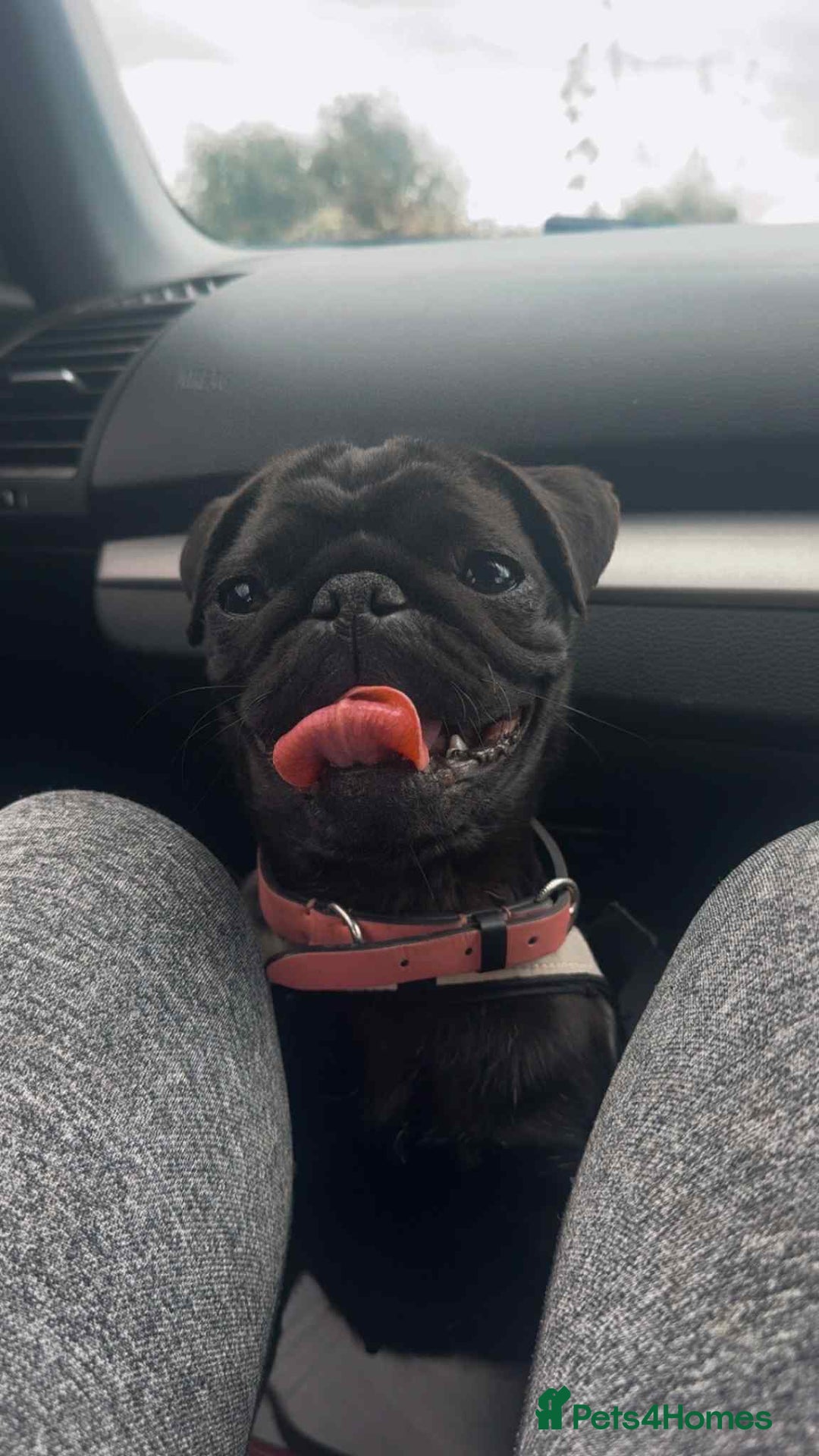 Pug dogs for sale: Pug for sale  - Image 1