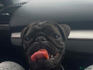 Pug dogs - Advert 15