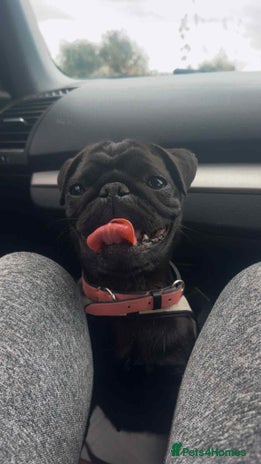 Pug dogs - Advert 1