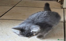 Bengal cats for sale: 3 KITTENS READY FOR NEW HOME  - Image 2