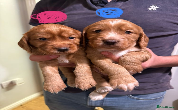 Cocker Spaniel dogs - Advert 16