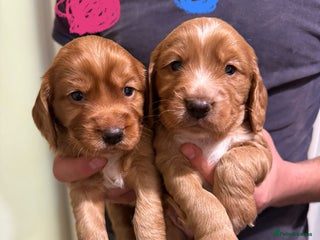 Cocker Spaniel dogs - Advert 24