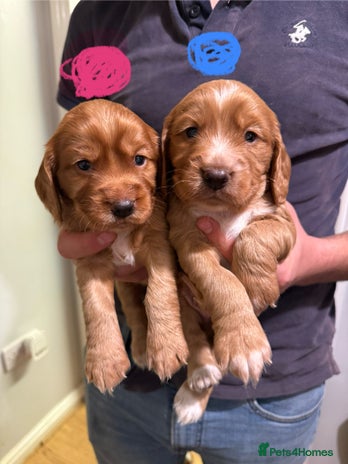 Cocker Spaniel dogs - Advert 1