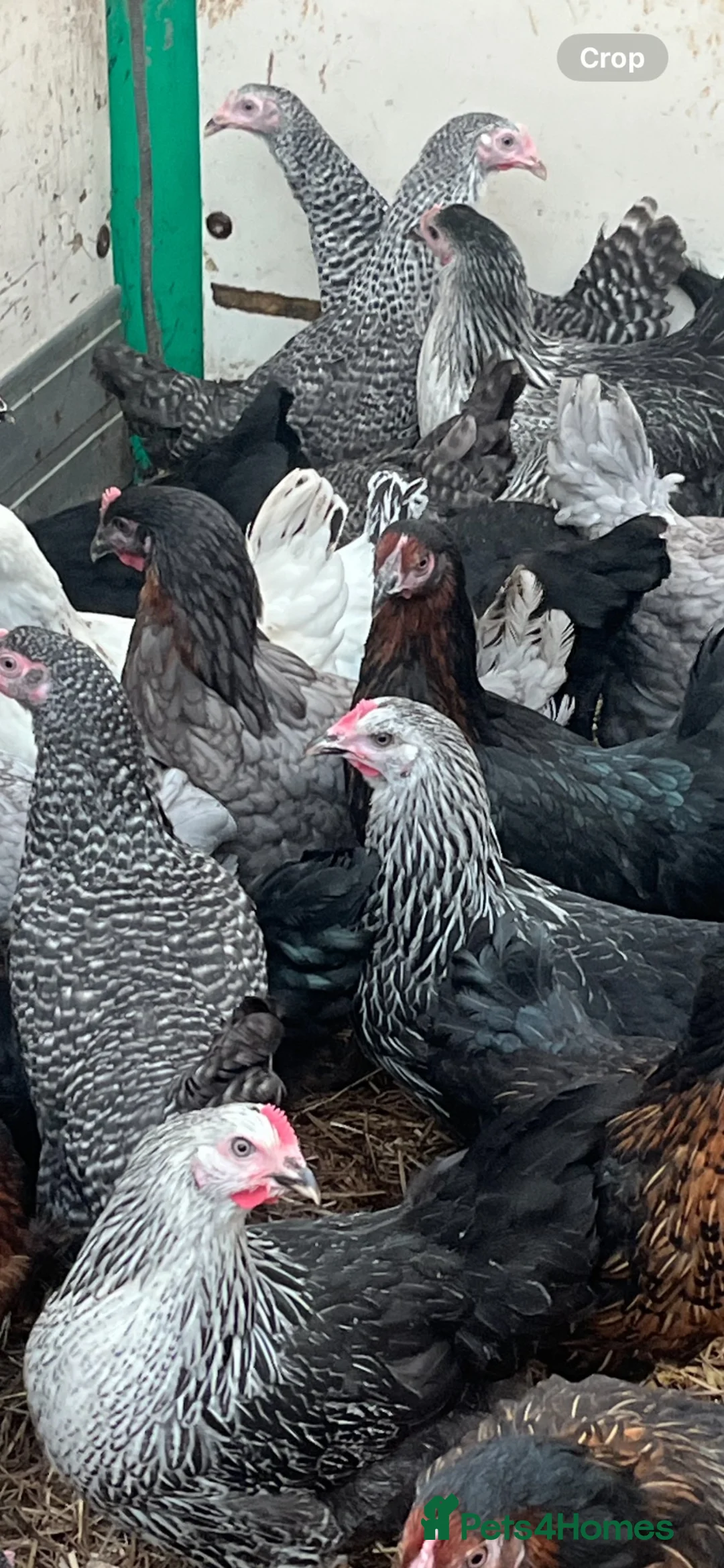 Chickens poultry for sale: Point of lay pullets (various breeds)  - Advert 1