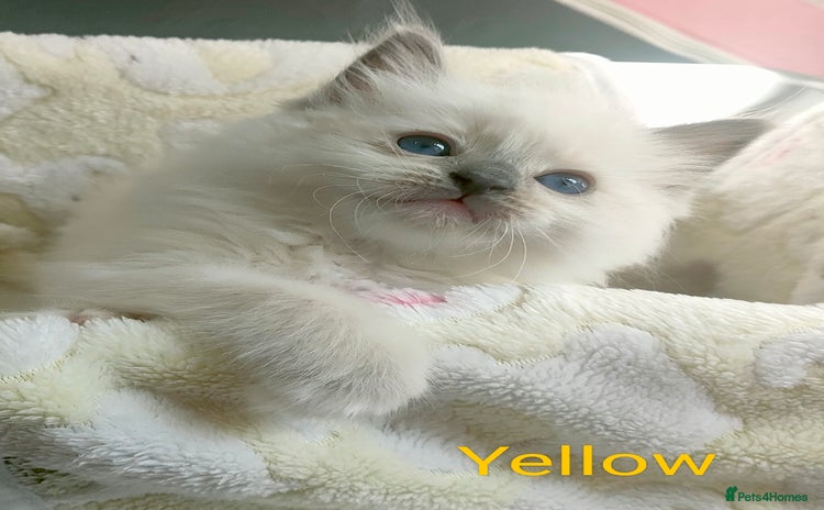 Ragdoll cats - Advert 5