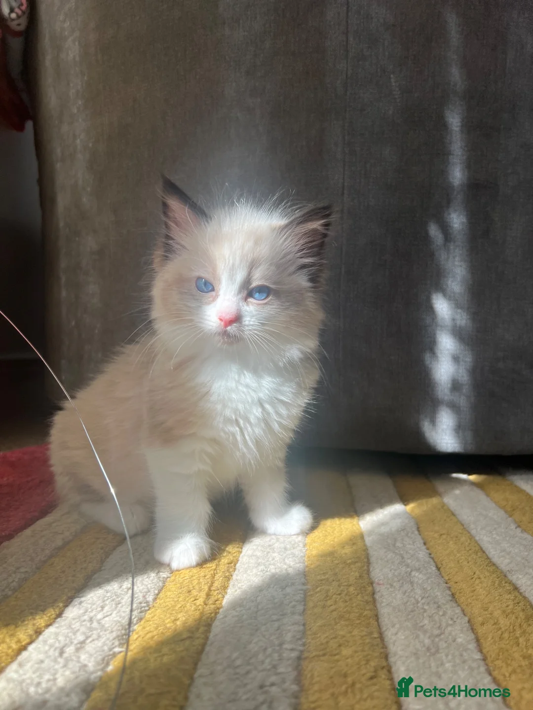 Ragdoll cats for sale: Ragdoll babies  - Advert 1