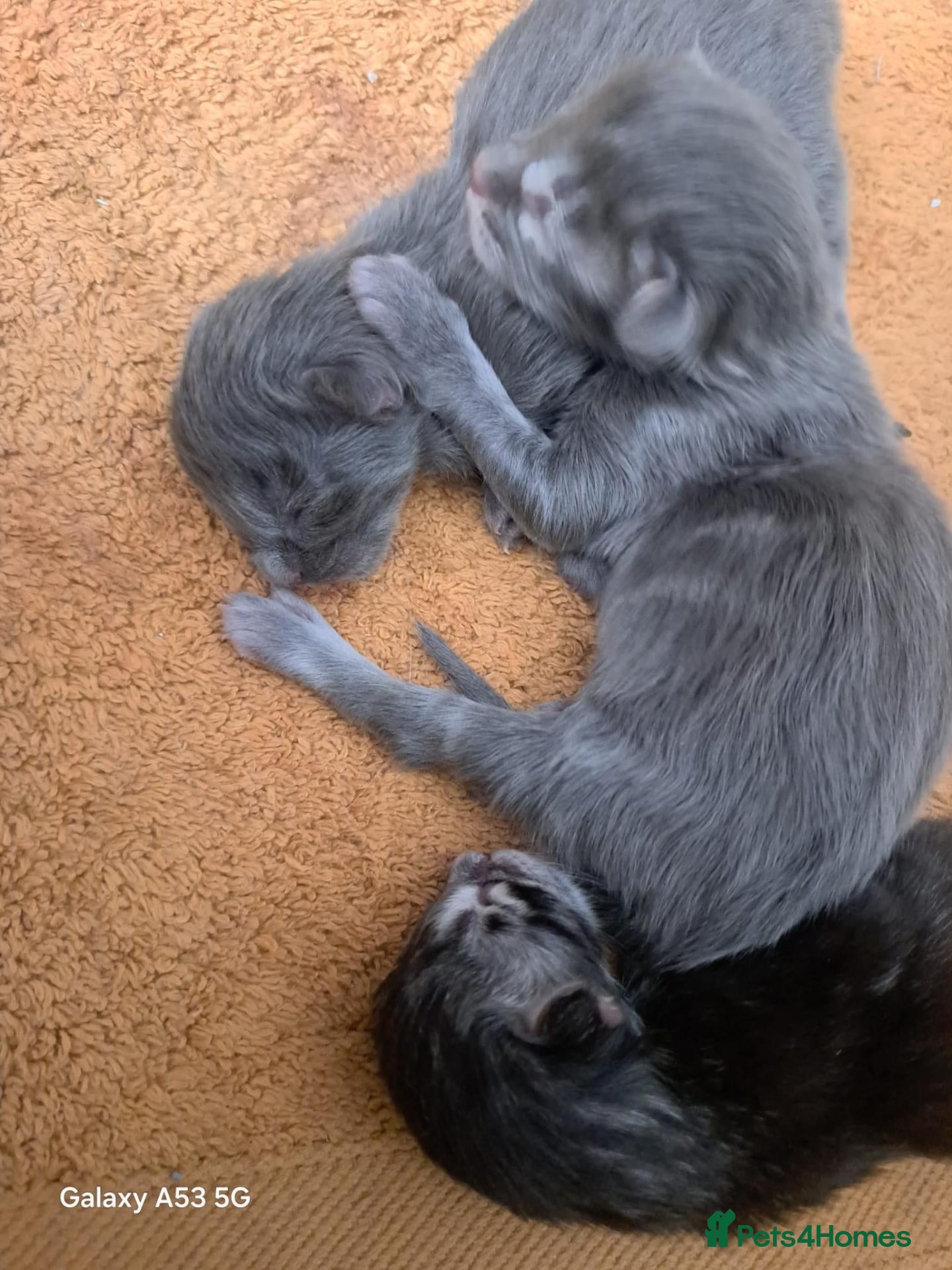 Maine Coon cats Blue Silver Maine coons Gccf **HAVE ARRIVED!** - Advert 13
