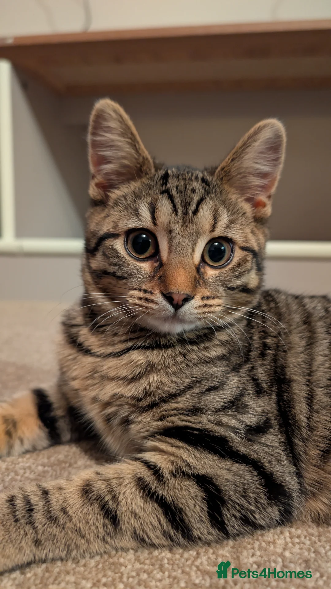 Mixed Breed cats for sale: A cat couple looking for new home in Nottingham - Advert 2
