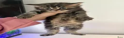Maine Coon cats for sale: Maine coon kittens  in Winsford - Advert 9
