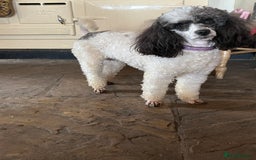 Miniature Poodle dogs for sale: KC Registered Miniature Parti Poodle - Image 4