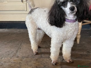 Miniature Poodle dogs - Advert 34