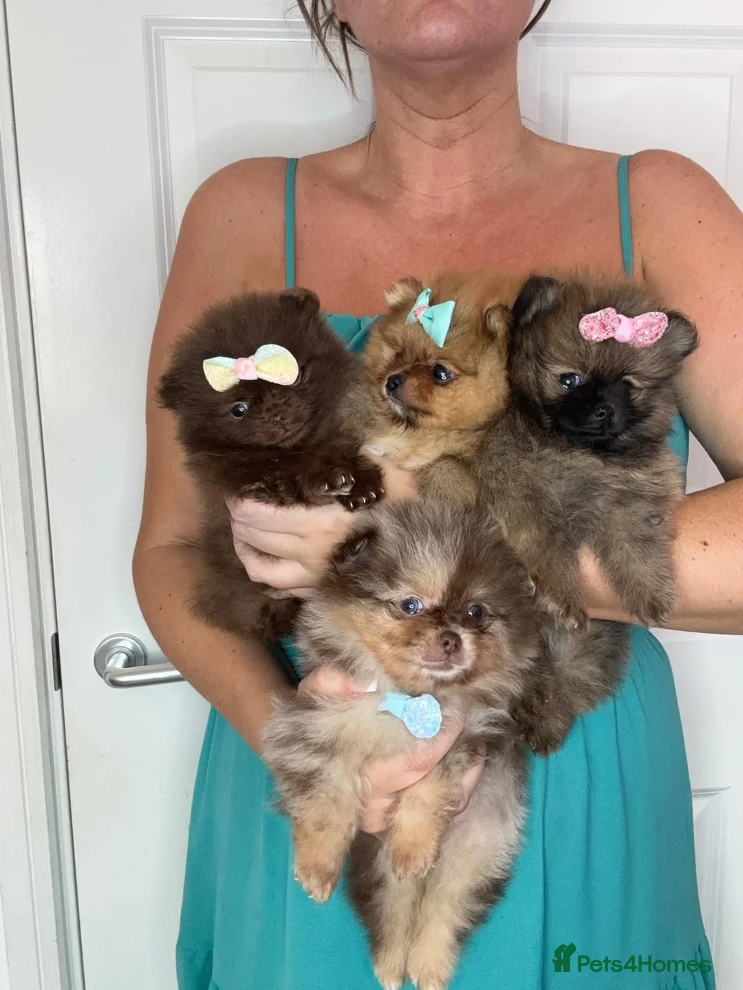 Pomeranian dogs for sale: KC registered Pretty Pomeranian Puppies - Advert 2