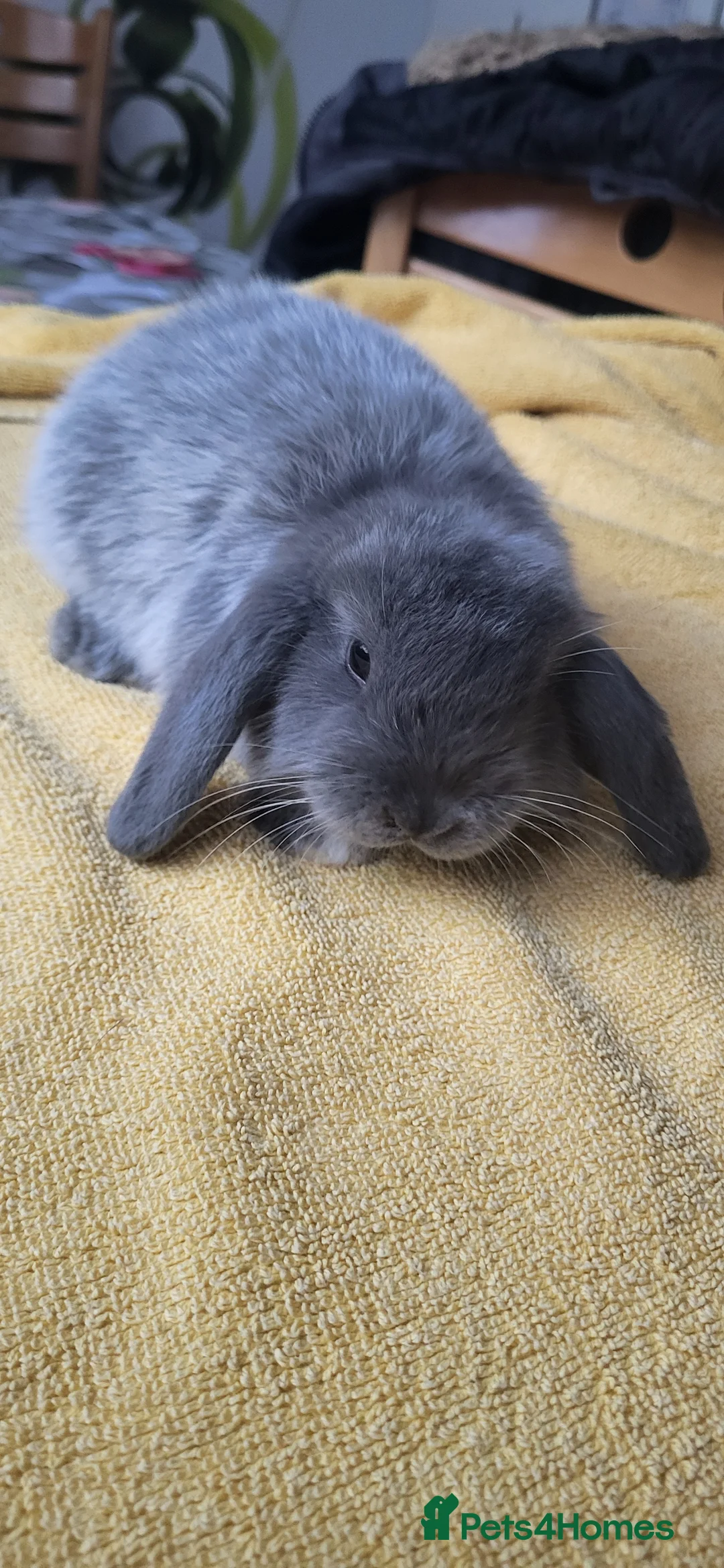 Mini Lop rabbits for sale: Beautiful Mini lop looking good a home  - Advert 4