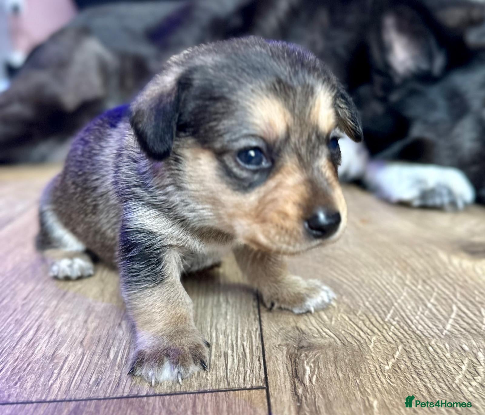 Mixed Breed dogs 🐾 ✨POMSKY X MINIATURE DACHSHUND PUPPIES ✨🐾 - Advert 2