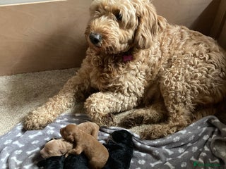 Goldendoodle dogs for sale - Advert 1