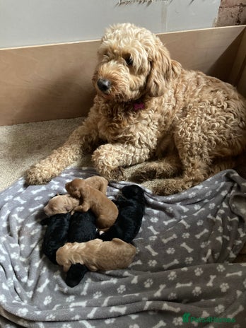 Goldendoodle dogs - Advert 4