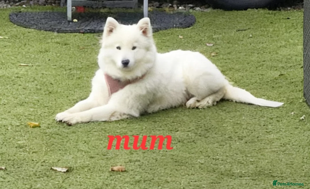 Samoyed dogs for sale: A beautiful little Samoyed girl for sale in Ashbourne - Advert 25