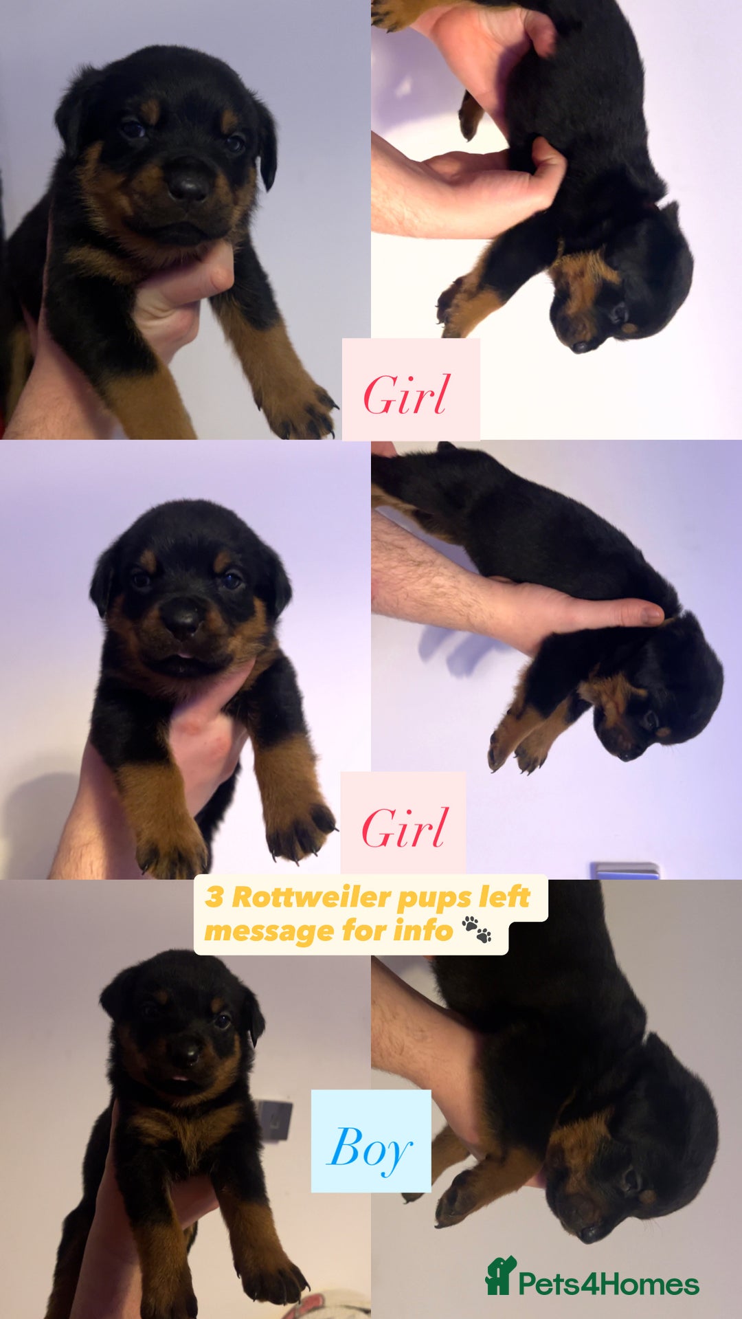 Rottweiler dogs for sale: ⭐ LAST THREE ROTTWEILER PUPPIES LEFT ⭐  - Advert 1