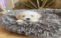 Bichon Frise dogs for sale: Bichon frise puppies 2 boys 1 girl - Image 2