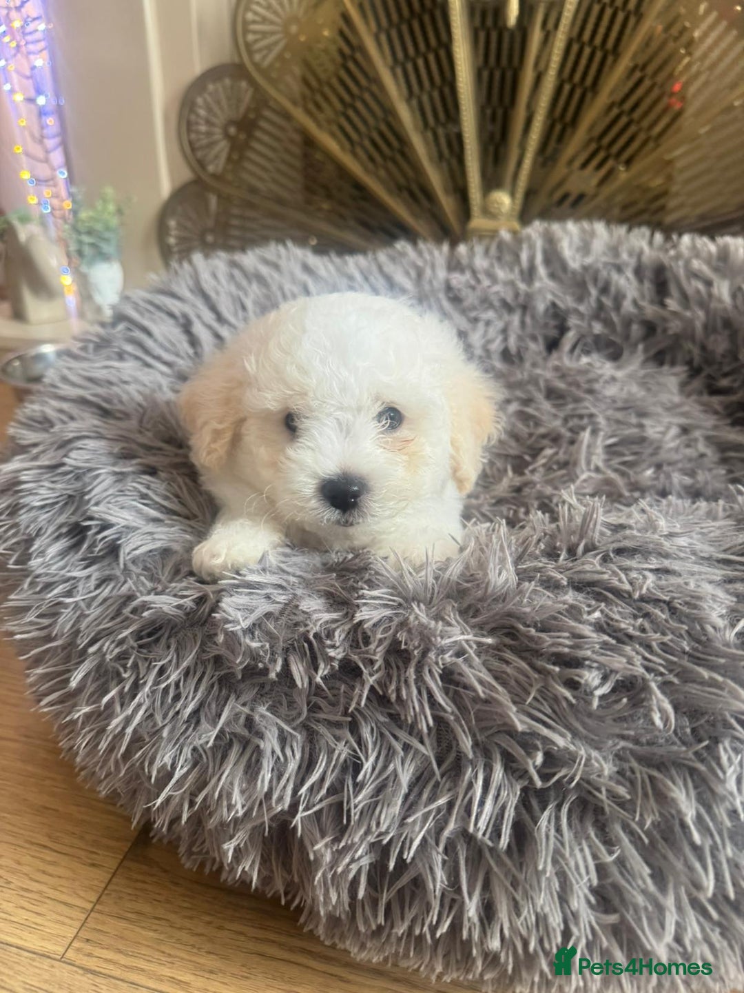 Bichon Frise dogs for sale: Bichon frise puppies 2 boys 1 girl - Image 2