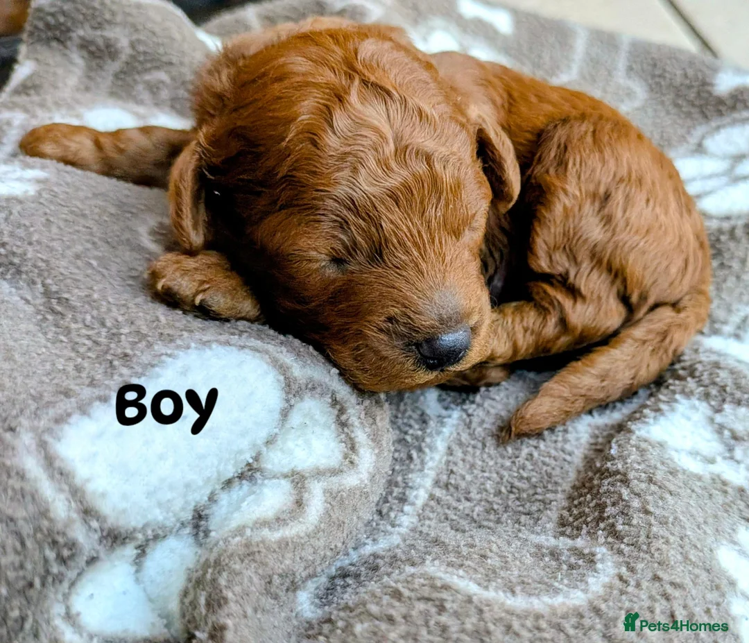Toy Poodle dogs for sale: Beautiful Toy Poodle Puppies – Red & Apricot ❤️ - Advert 30