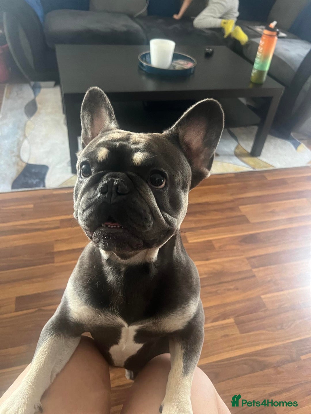French Bulldog dogs for sale: Blue French Bulldog – Experienced, Adult-Only Home - Advert 4