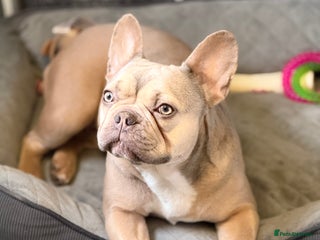 French Bulldog dogs 3 Frenchie puppies 4 sale - Advert 16