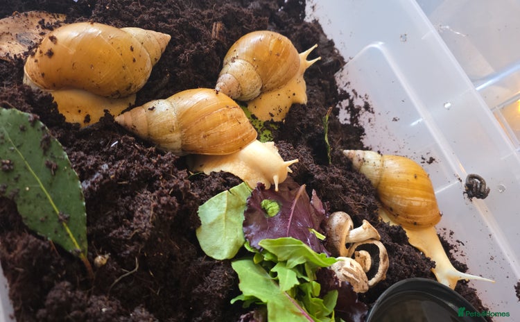Snails invertebrates - Advert 1