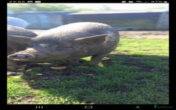 Pig livestock for sale: Ronnie and reggie  - Image 30
