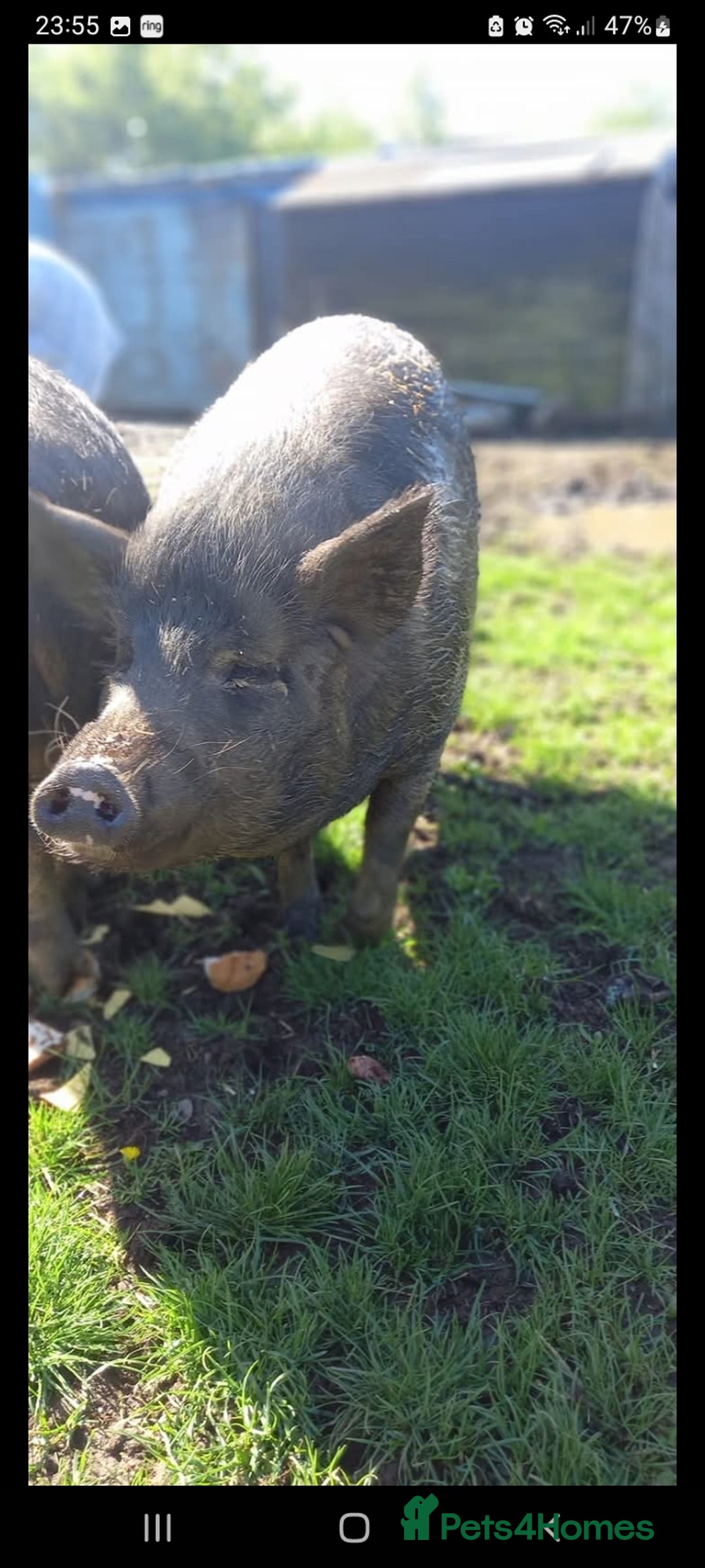 Pig livestock for sale: Ronnie and reggie  - Image 30
