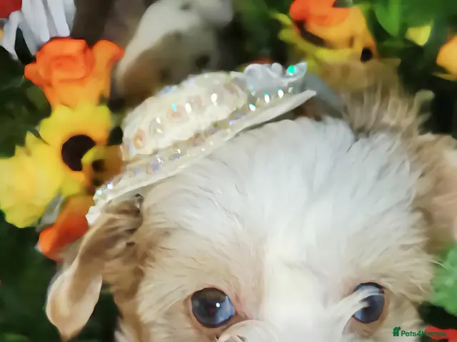 Yorkshire Terrier dogs for sale: Rare Colour Yorkshire Terriers • IHR • DNA Tested - Advert 2