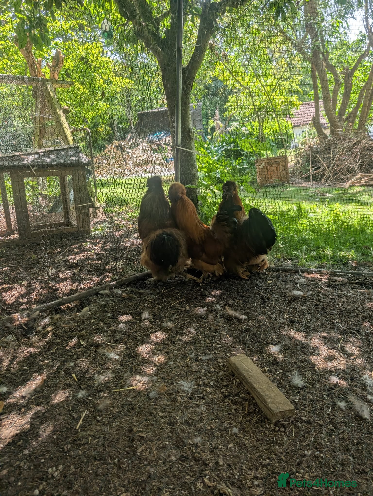 Chickens poultry 3 Cockerels Looking For New Flocks - Advert 1