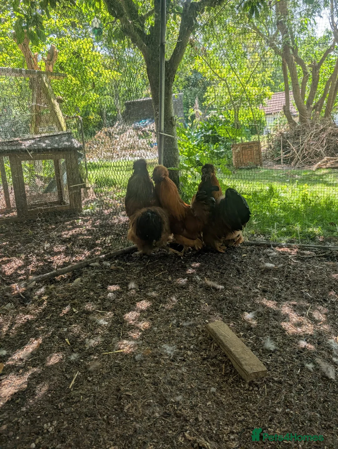Chickens poultry for sale: 3 Cockerels Looking For New Flocks - Advert 1