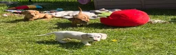 Dachshund dogs for sale: Home reared KC reg mini dachshund puppies  in Leicester - Advert 11