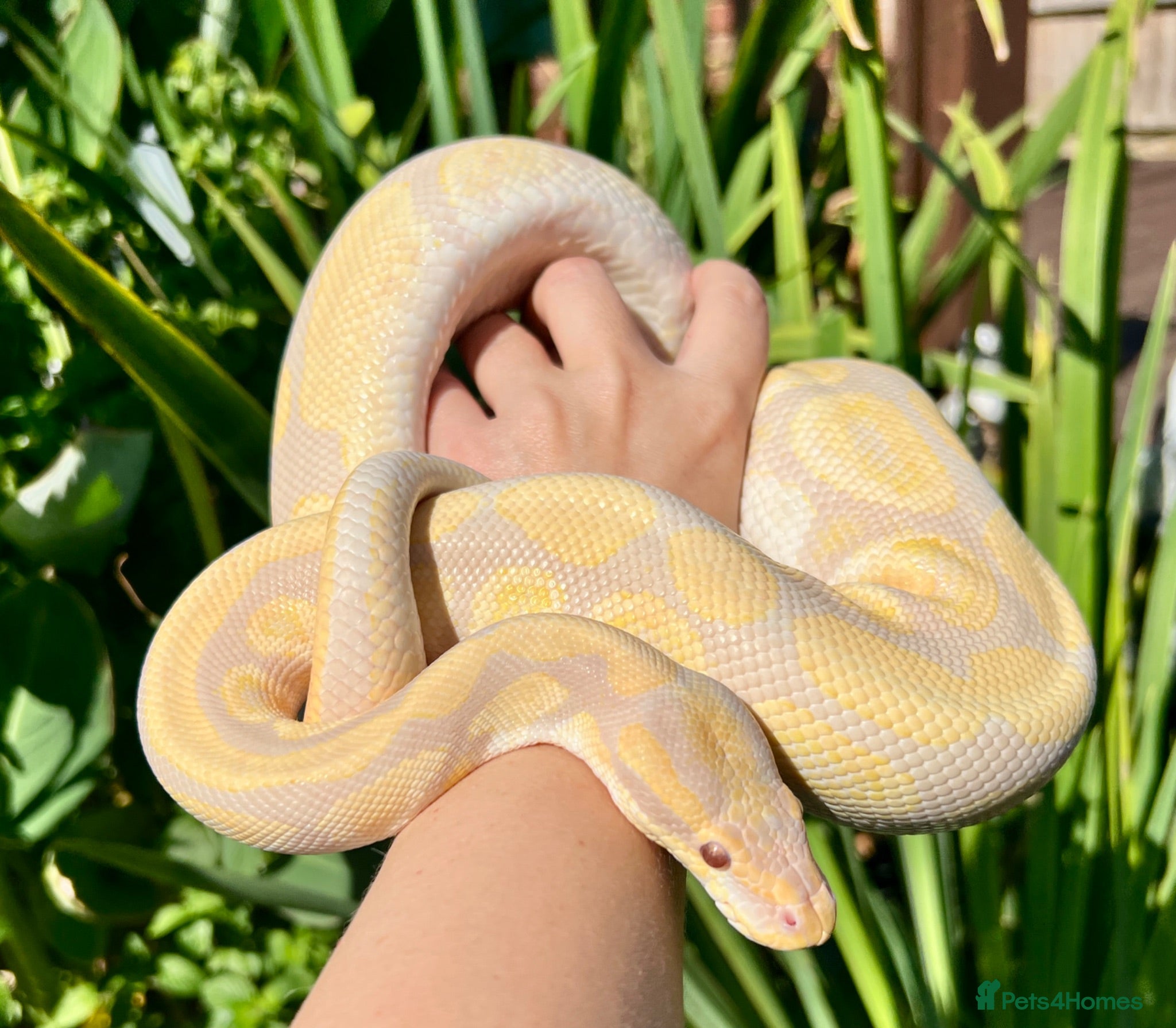 Python Snake reptiles Ball pythons looking for new home  - Advert 8