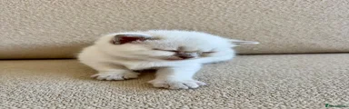 Seal colour point