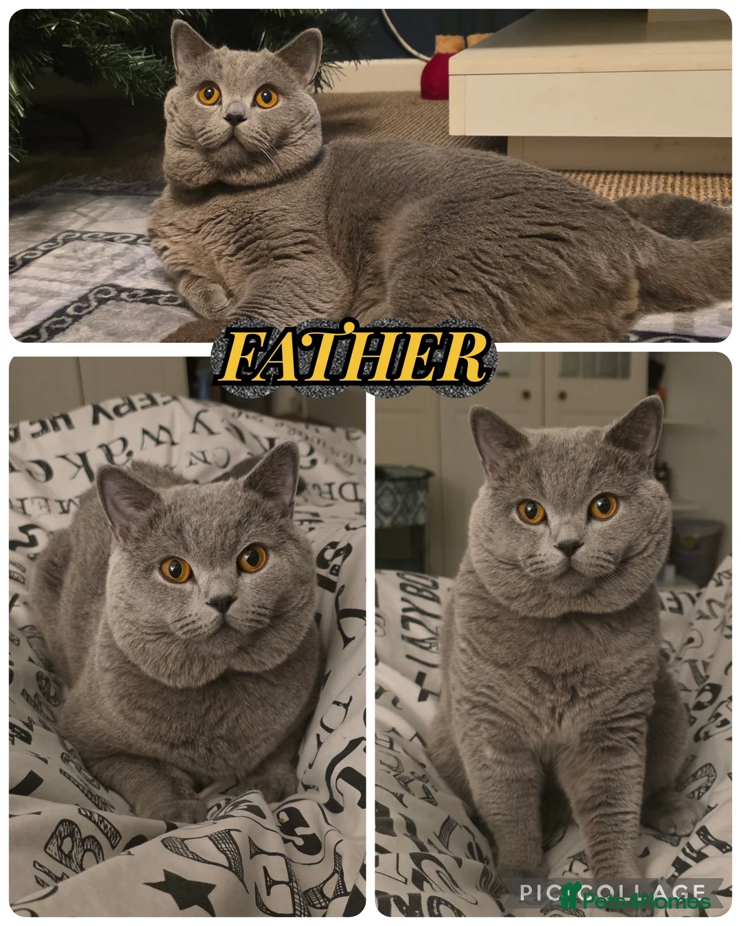 British Shorthair cats for sale: 🐱BRITISH SHORTHAIR🐱 - Advert 6