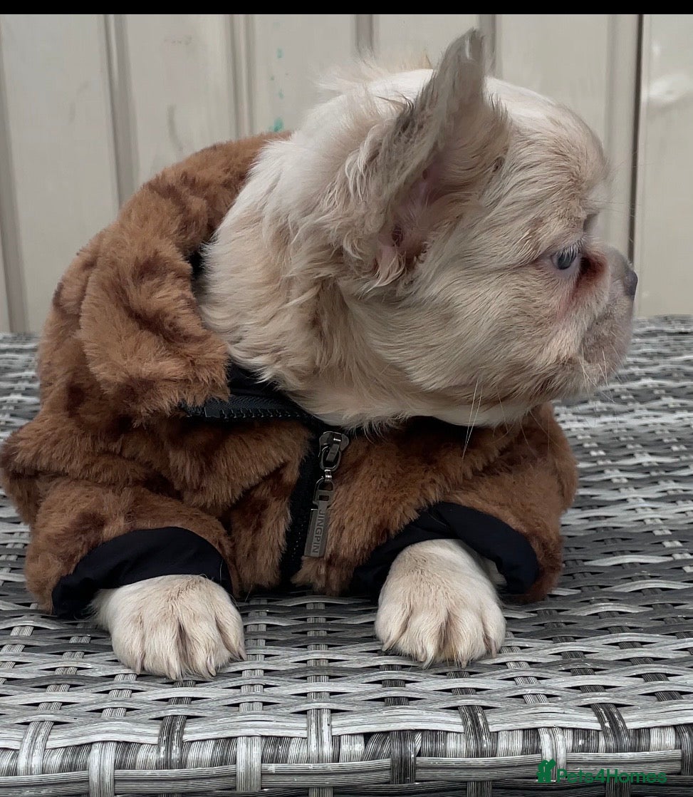 French Bulldog dogs for sale: 🔥 Male Platinum Fluffy Frenchies -Carrying PINK  - Advert 17