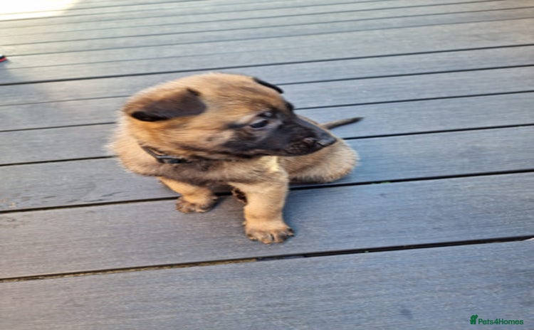 Belgian Shepherd Dog dogs - Advert 2