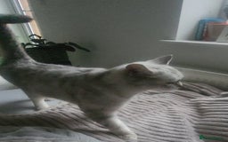 Exotic cats for sale: Need a new home  - Image 1