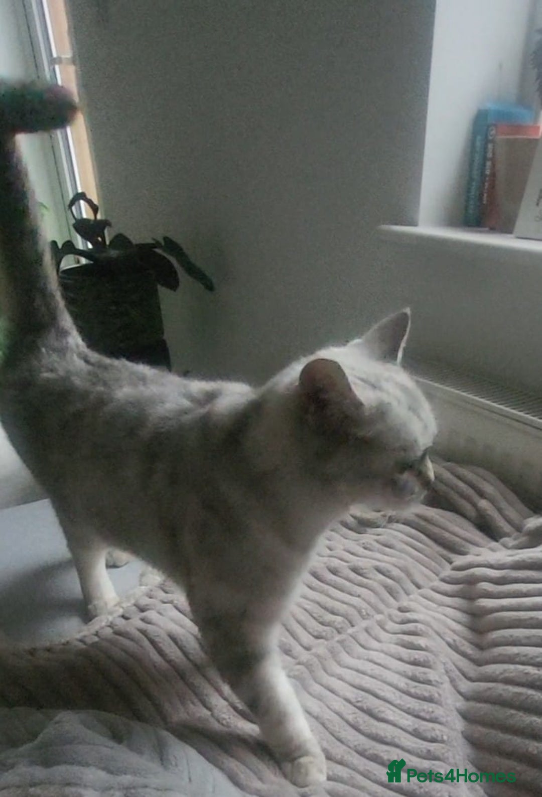 Exotic cats for sale: Need a new home  - Image 1